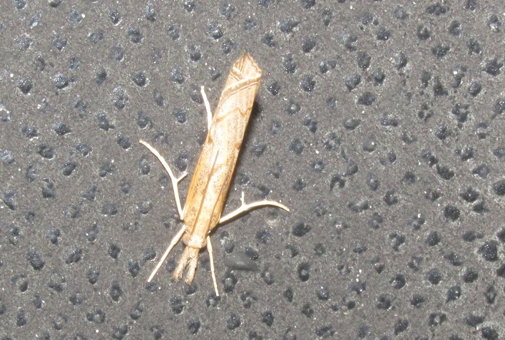 Pediasia contaminella (Crambidae)? S